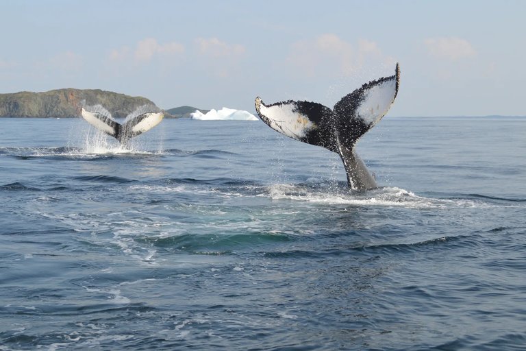 Whale Sightings Increase Along Newfoundland Coast